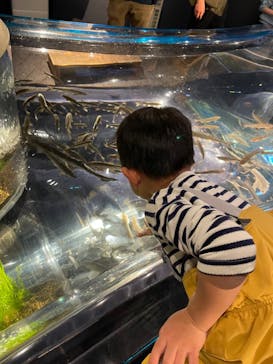 サケのふるさと 千歳水族館に投稿された画像（2024/2/10）