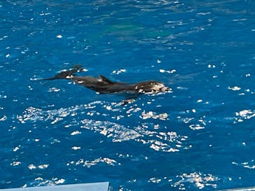 マクセル アクアパーク品川に投稿された画像（2024/2/10）