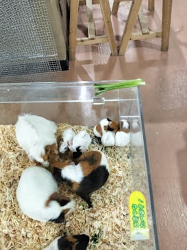 いきもの探検隊上尾に投稿された画像（2024/2/10）