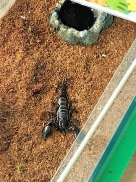 いきもの探検隊上尾に投稿された画像（2024/2/10）