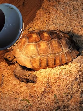 いきもの探検隊上尾に投稿された画像（2024/2/10）