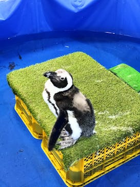 いきもの探検隊上尾に投稿された画像（2024/2/10）