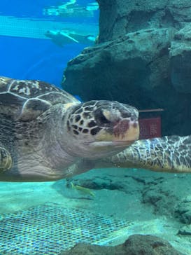 名古屋港水族館に投稿された画像（2024/2/10）
