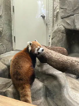 天王寺動物園に投稿された画像（2024/2/10）