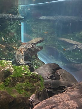 京都水族館×ニデック京都タワーに投稿された画像（2024/2/10）