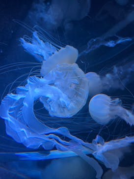 名古屋港水族館に投稿された画像（2024/2/10）