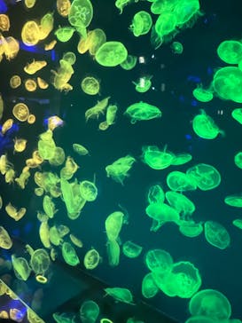 名古屋港水族館に投稿された画像（2024/2/10）