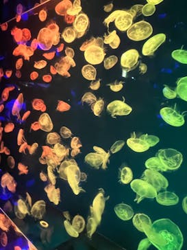 名古屋港水族館に投稿された画像（2024/2/10）