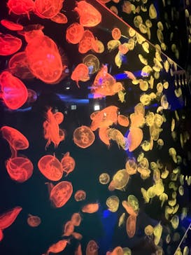 名古屋港水族館に投稿された画像（2024/2/10）