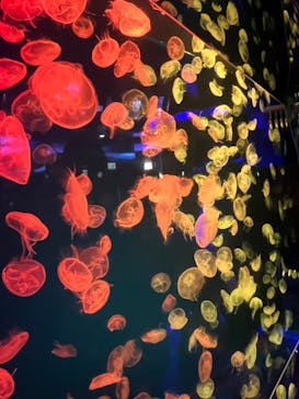 名古屋港水族館に投稿された画像（2024/2/10）