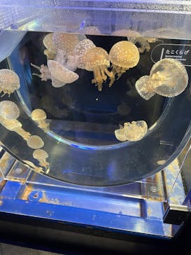 京都水族館に投稿された画像（2024/2/10）