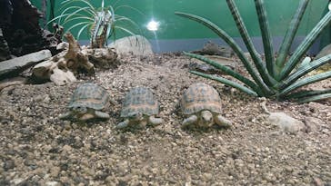 サンシャイン水族館に投稿された画像（2024/2/10）