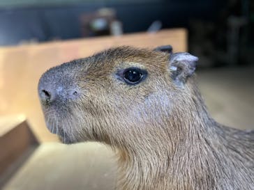 カワスイ 川崎⽔族館に投稿された画像（2024/2/10）