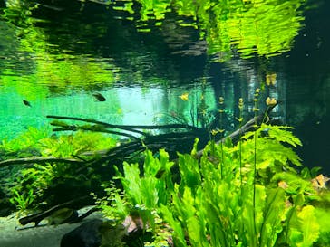 カワスイ 川崎⽔族館に投稿された画像（2024/2/10）