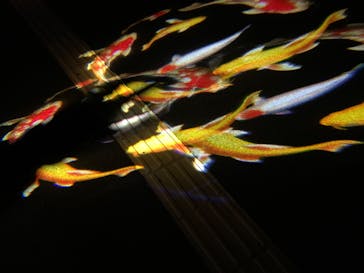 鹿児島イルミナージュに投稿された画像（2024/2/10）