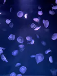 サンシャイン水族館に投稿された画像（2024/2/10）