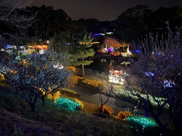 鹿児島イルミナージュに投稿された画像（2024/2/10）