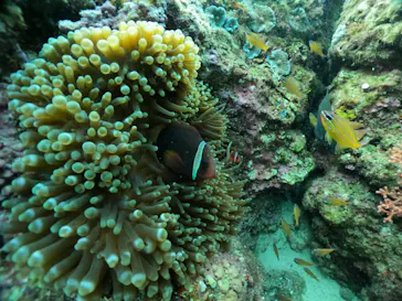 武藤潜水に投稿された画像（2024/2/11）