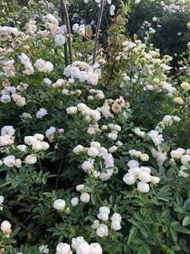 横浜イングリッシュガーデンに投稿された画像（2024/2/11）