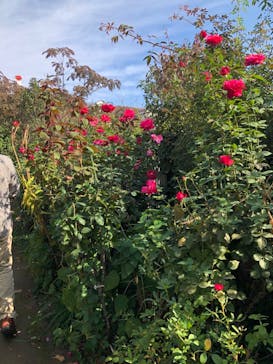 横浜イングリッシュガーデンに投稿された画像（2024/2/11）