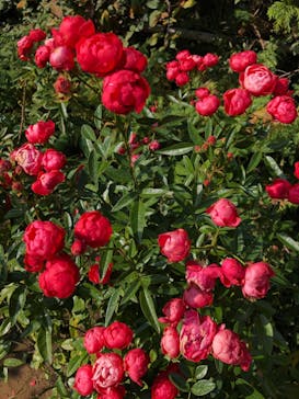 横浜イングリッシュガーデンに投稿された画像（2024/2/11）