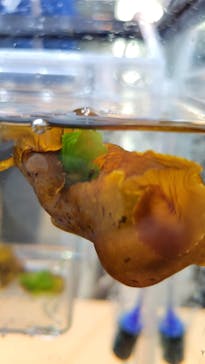 新江ノ島水族館に投稿された画像（2024/2/11）