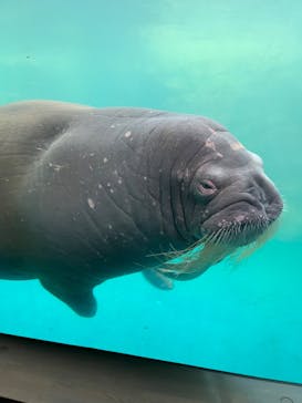 大分マリーンパレス水族館 「うみたまご」に投稿された画像（2024/2/11）