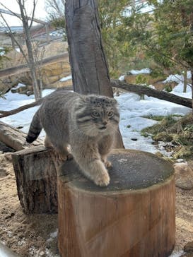 那須どうぶつ王国に投稿された画像（2024/2/11）