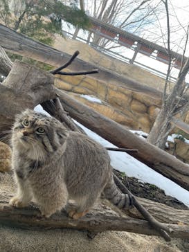 那須どうぶつ王国に投稿された画像（2024/2/11）