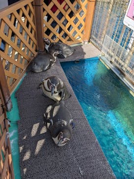 伊豆・三津シーパラダイスに投稿された画像（2024/2/11）