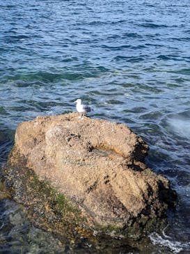 伊豆・三津シーパラダイスに投稿された画像（2024/2/11）