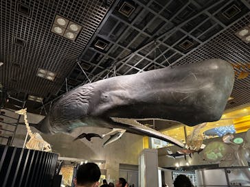 国立科学博物館に投稿された画像（2024/2/11）
