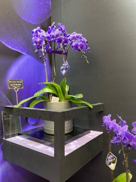 世界らん展2026-花と緑の祭典-に投稿された画像（2024/2/11）