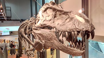 福井県立恐竜博物館に投稿された画像（2024/2/11）