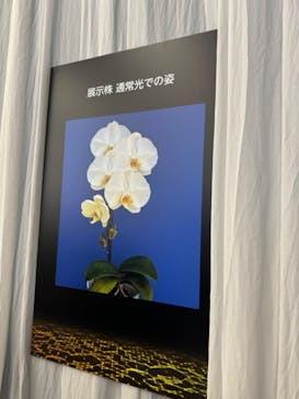 世界らん展2026-花と緑の祭典-に投稿された画像（2024/2/11）