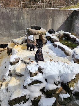 奥飛騨クマ牧場に投稿された画像（2024/2/11）