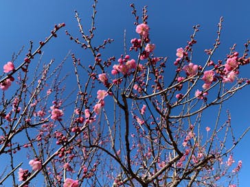 偕楽園本園に投稿された画像（2024/2/11）