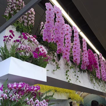 世界らん展2026-花と緑の祭典-に投稿された画像（2024/2/11）