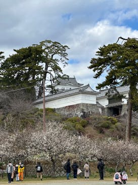 小田原城に投稿された画像（2024/2/11）
