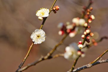 偕楽園本園に投稿された画像（2024/2/11）