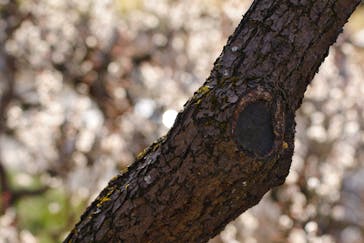 偕楽園本園に投稿された画像（2024/2/11）