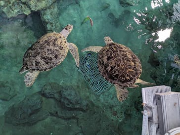 名古屋港水族館に投稿された画像（2024/2/11）