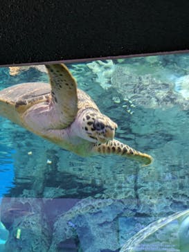 名古屋港水族館に投稿された画像（2024/2/11）