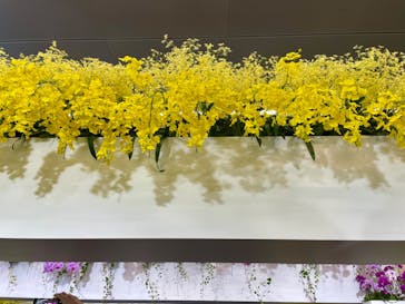 世界らん展2026-花と緑の祭典-に投稿された画像（2024/2/11）