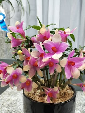 世界らん展2026-花と緑の祭典-に投稿された画像（2024/2/11）