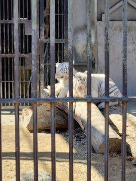 宇都宮動物園に投稿された画像（2024/2/11）