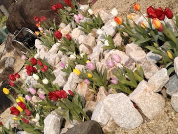 淡路ファームパーク イングランドの丘に投稿された画像（2024/2/11）