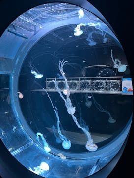 AOAO SAPPOROに投稿された画像（2024/2/11）