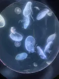 仙台うみの杜水族館に投稿された画像（2024/2/11）