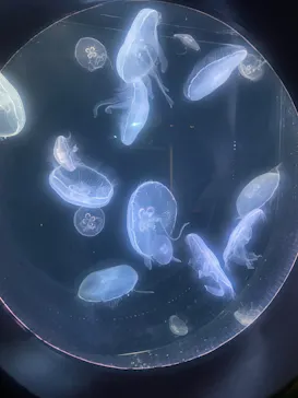 仙台うみの杜水族館に投稿された画像（2024/2/11）